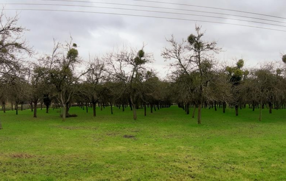 View to neighbouring orchard